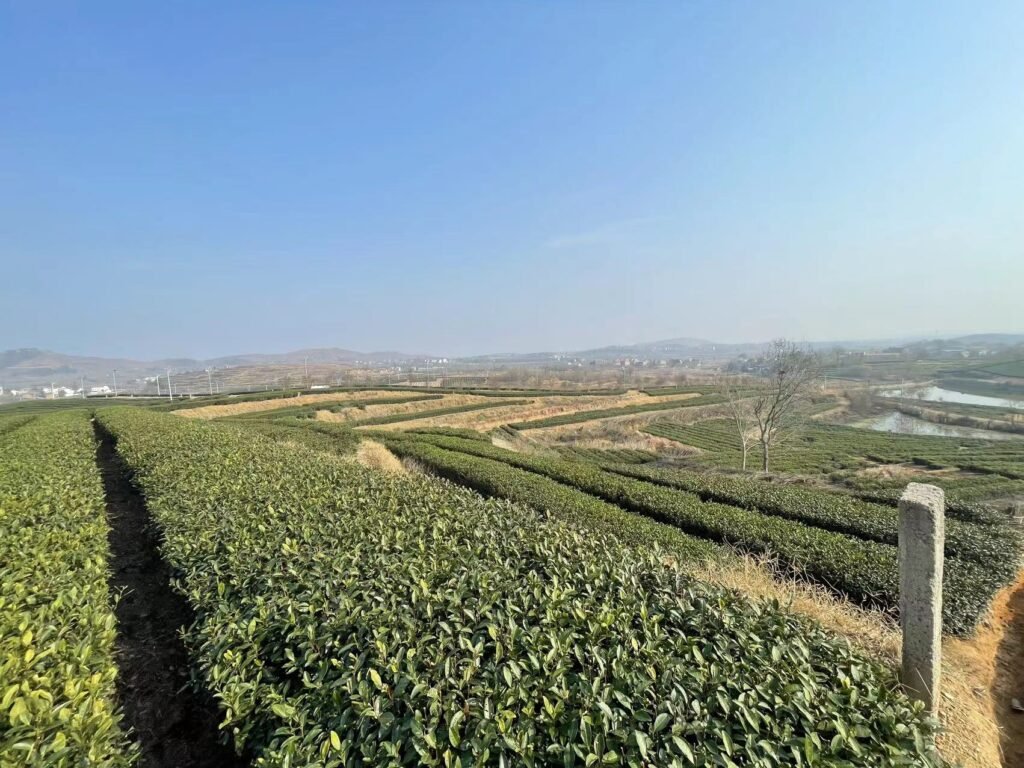 Organic Matcha Farm Hubei