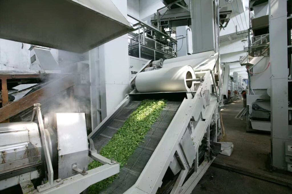 Tencha Matcha Steaming