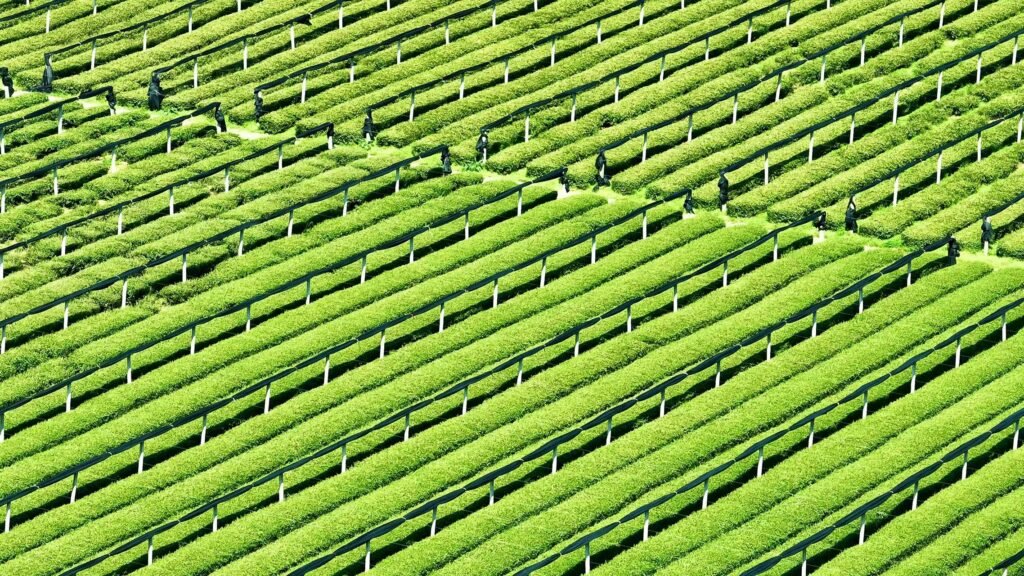 The Green Revolution: Why China Now Controls 70% of the Global Matcha Supply premium-organic-matcha-powder-supply-chain-china