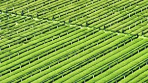 The Green Revolution: Why China Now Controls 70% of the Global Matcha Supply