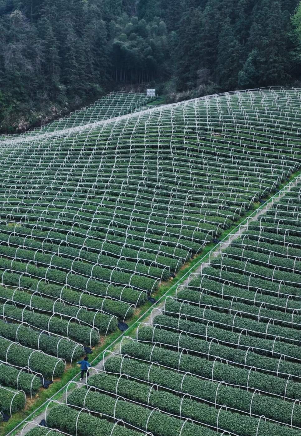 Shaded Organic Matcha Tea Plantation in Mountainous Region
