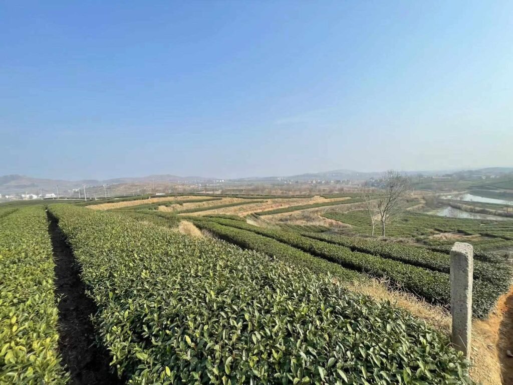 Organic matcha farm plantation base in Hubei province