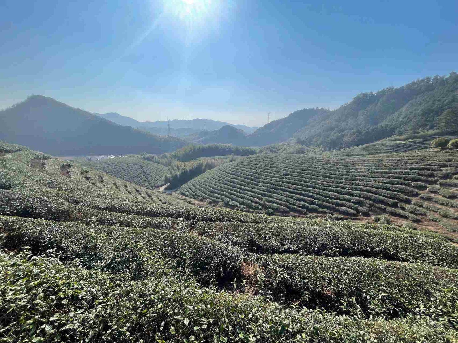 High mountain organic tea plantation terraces under bright sunlight