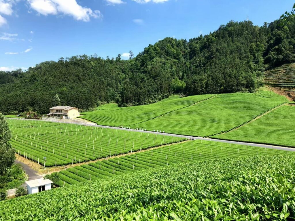 Lush green organic tea plantation base located in Qiandao Lake