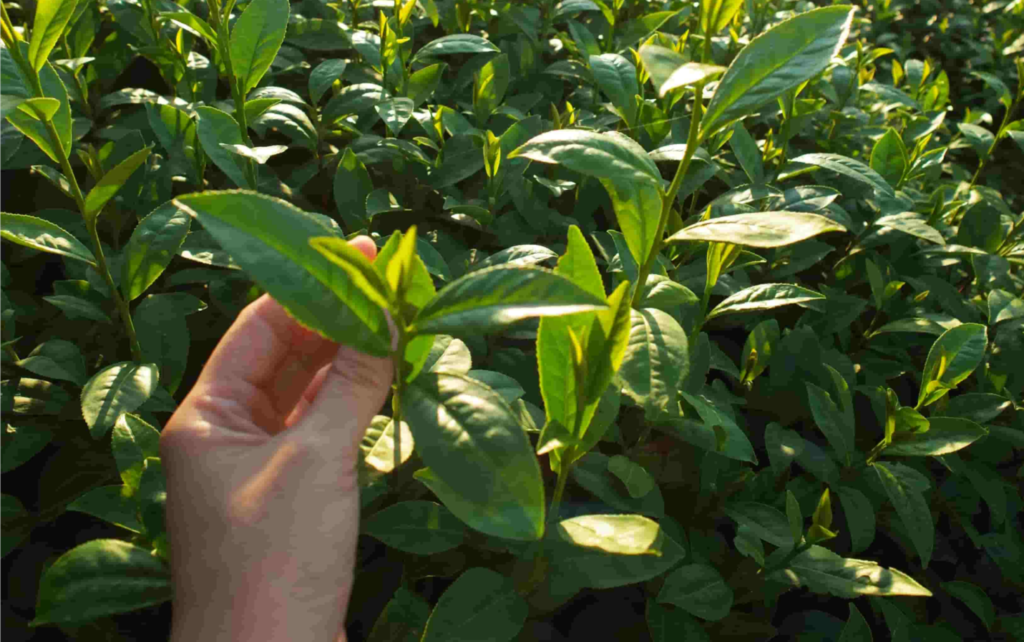 The Science of Flavor: Why Premium Matcha Starts with Cultivar Selection and Terroir Hand inspecting fresh young green tea leaves for bulk matcha production