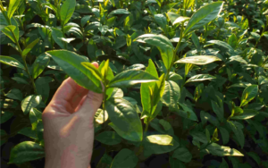 The Science of Flavor: Why Premium Matcha Starts with Cultivar Selection and Terroir